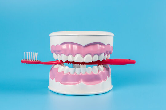 Clean teeth dental jaw model and red thooth brush on blue background.