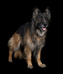 german shepherd in studio