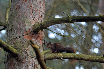 Eurasisches Eichhörnchen © Elke Hötzel