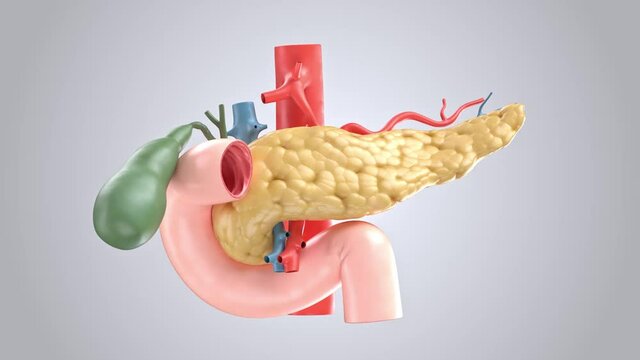 Anatomically accurate animation turntable of human pancreas with gallbladder, duodenum and blood vessels. 3d rendering