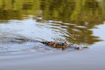 Brazilian Wildlife: A swimming caiman in the Pantanal in Mato Grosso, Brazil