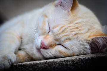 white short hairs cat sleeping