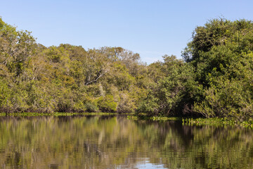 Fototapeta na wymiar Trees reflecting in the water of the Rio Claro in the Pantanal in Mato Grosso, Brazil