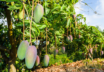 a lot of mango fruits on the mango tree in the orchard
