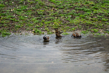 Birds playing in the park puddle. 