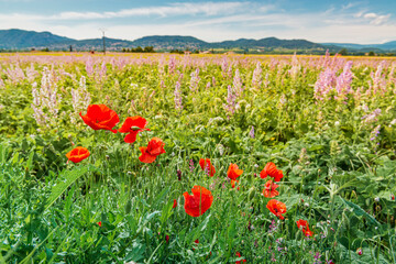 Pasture with blooming wildflowers.