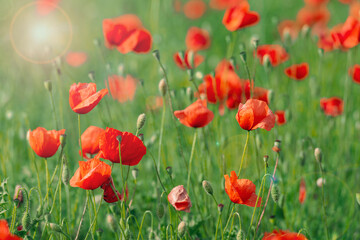 Fototapeta premium Colorful red poppy field.