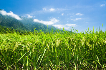 Ripe crop field with mountains background under blue sky, Taiwan eastern.