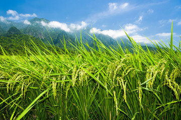 close-up rice crop in the paddy field of Taiwan.