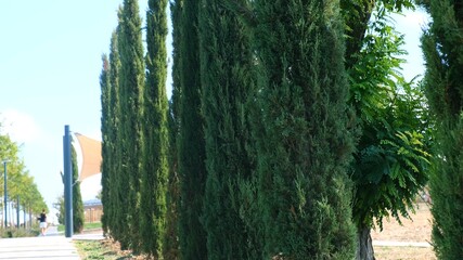 green hedge of cypress trees in a park in Sevastopol, Crimea. Nature, background