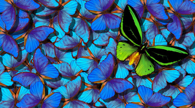 colorful tropical background. bright blue morpho butterflies and green butterfly birdwing texture background. flight of bright butterflies abstract background.