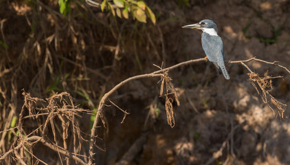 Ringed Kingfisher seen on the Rio Sao Lourenco in the northern Pantanal in Mato Grosso, Brazil