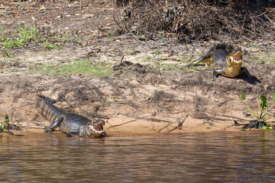 View from the Rio Sao Lourenco to the kand with a Caiman