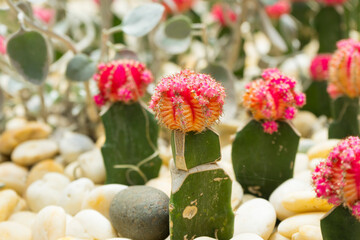 Obraz na płótnie Canvas red Gymnocalycium mihanovichii grafted cactuses moon cactus in pots.