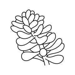 Hand drawn cute succulent in style doodle. graphic sketch home flower sedum. Vector illustration, isolated elements on a white background.