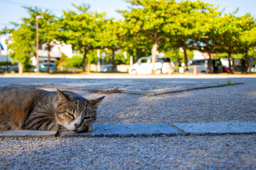Obraz premium A cute cat sleeping on the ground in Okinawa, Japan