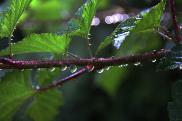 아침이슬 맺힌 산딸기 줄기