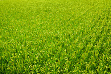 Large area rice crop field in Taiwan eastern.