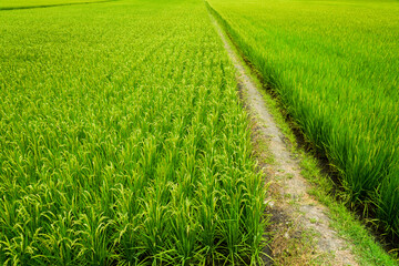 Fototapeta na wymiar Large area rice crop field in Taiwan eastern.
