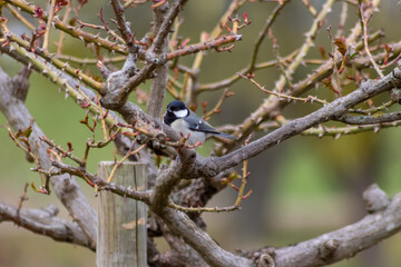 European songbird blue tit called  Cyanistes caeruleus or Parus caeruleus during birdwatching and ornithology in a bird-life sings for mating and matching in a tree on a twig searching for food