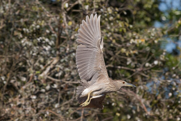 Bird in flight (Nycticorax nycticorax) taken in the northern Pantanal in Mato Grosso, Brazil