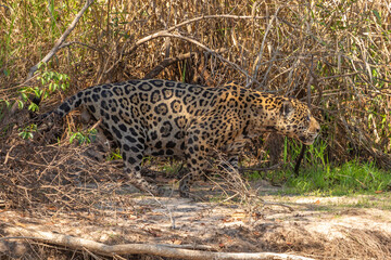 Fototapeta na wymiar South American Wildlife: Jaguar (Panther onca) in the northern Pantanal in Mato Grosso, Brazil