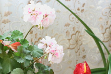 soft pink geranium