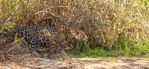 Hunting Jaguar (Panther onca) seen in the brazilian part of the Pantanal in Mato Grosso, Brazil
