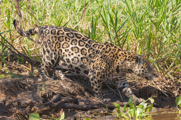 Wildlife of South America: Jaguar (Panther onca) on the hunt looking for prey in the northern Pantanal in Mato Grosso, Brazil