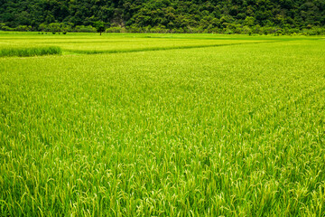 A large area of rice field with mountains background in Hualien, Taiwan.
