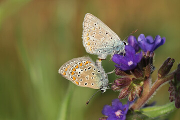 zwei Bläulinge bei der Paarung auf lila Blüten