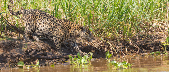 Fototapeta na wymiar Hunting Jaguar on the Rio Sao Lourenco in the northern Pantanal in Mato Grosso, Brazil