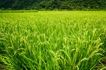 Rice crop soon to be harvest in the paddy field of Taiwan.