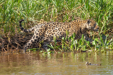 Hunting Jaguar in water of the Rio Sao Lourenco in the northern Pantanal in Mato Grosso, Brazil