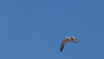 Flying Yellow-billed Tern in front of blue sky in the northern Pantanal in Mato Grosso, Brazil