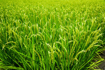 Rice crop soon to be harvest in the paddy field of Taiwan.