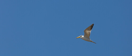 Yellow-billed Tern in flight in front of blue sky seen in the northern Pantanal in Mato Grosso, Brazil