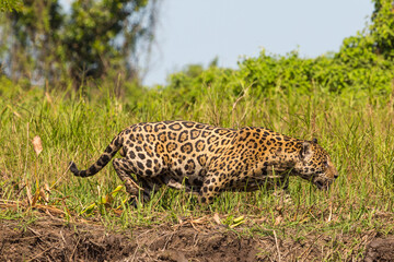 South American Wildlife: Jaguar looking for prey in the brazilian part of the Pantanal
