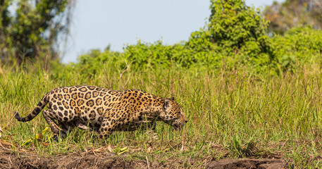 Hunting Jaguar along the river banks of the Rio Sao Lourenco in the Pantanal in Mato Grosso, Brazil