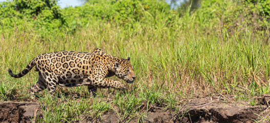 A Jaguar hunting for prey on the Rio Sao Lourenco in the northern Pantanal in Mato Grosso, Brazil