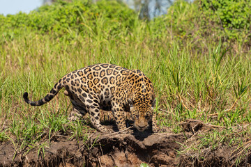 Hunting Jaguar in the northern Pantanal in Mato Grosso, Brazil