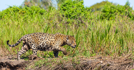 Hunting Jaguar on the river banks of the Rio Sao Lourenco in the Pantanal in Mato Grosso, Brazil