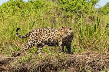 side view of a Jaguar taken in the northern Pantanal close to Porto Jofre in Mato Grosso, Brazil