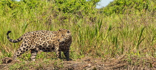 South American Wildlife: Jaguar in the northern Pantanal