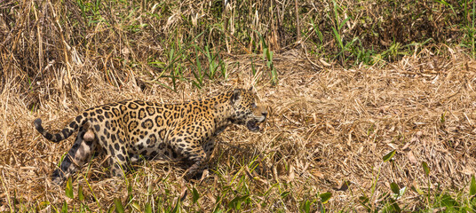 Brazilian Wildlife: Jaguar hunting in the northern Pantanal in Mato Grosso, Brazil