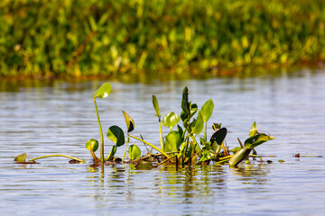 Some plants in the Rio Sao Lourenco in the northern Pantanal in Mato Grosso, Brazil
