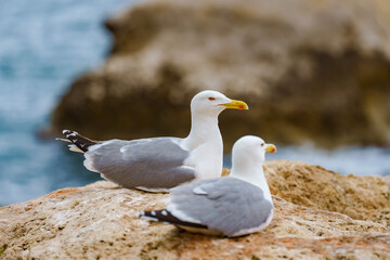 Yellow legged Seagull close-up resting on a rock. Blurry background.