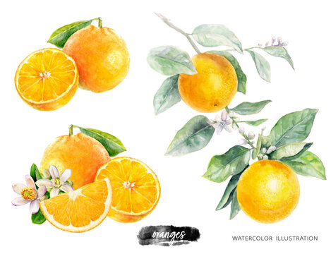 Orange fruit with leaves watercolor illustration isolated on white background