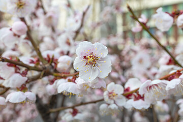A small, pinkish flower