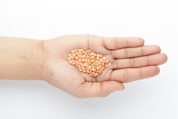 Fototapeta premium Macro Close-up of Organic masoor dal (Lens culinaris) or whole pink dal on the palm of a Female hand. Top view